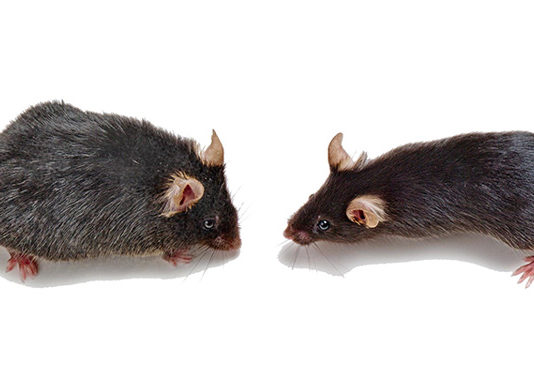 Рапамицин не продлевает, а сокращает жизнь мышам с короткими теломерами