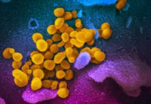 Как мутирует новый коронавирус и станет ли он опаснее со временем?