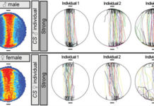 Поведенческая индивидуальность дрозофил порождается случайными вариациями в развитии мозга