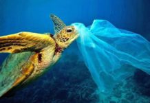 Почему черепахи едят пластиковый мусор?
