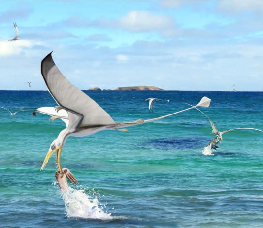 Птерозавры-рамфоринхи охотились на головоногих моллюсков юрского периода