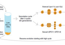 Половое размножение по-разному влияет на молекулярную эволюцию диплоидных и гаплоидных дрожжей