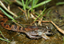 Массовое вымирание амфибий привело к значительной перестройке сообщества змей тропического леса