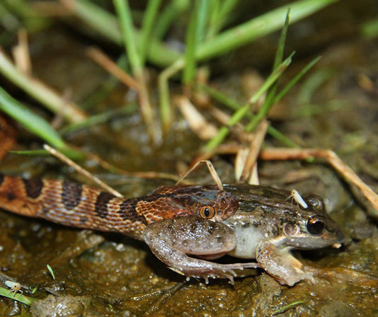 Массовое вымирание амфибий привело к значительной перестройке сообщества змей тропического леса