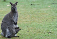 Валлаби остается беременным всю жизнь без перерыва