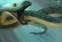 Найден уникальный череп древней змеи, способной ходить