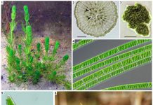 Сценарий происхождения высших растений во многом похож на сценарий происхождения животных