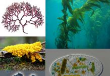 Подсчитан вклад архейных и бактериальных генов в эукариотные геномы Подсчитан вклад архейных и бактериальных генов в эукариотные геномы