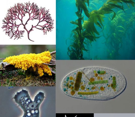 Подсчитан вклад архейных и бактериальных генов в эукариотные геномы Подсчитан вклад архейных и бактериальных генов в эукариотные геномы