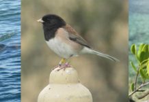 Сообразительность снижает риск вымирания у птиц