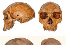 Гейдельбергские люди жили в Африке одновременно с ранними сапиенсами Гейдельбергские люди жили в Африке одновременно с ранними сапиенсами