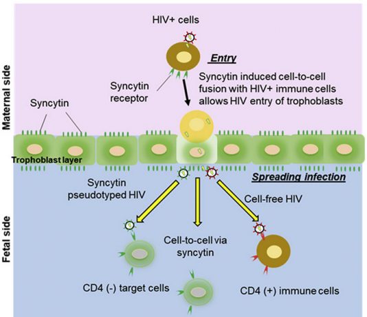 Вирус иммунодефицита человека проникает в плаценту, пользуясь белком эндогенного ретровируса
