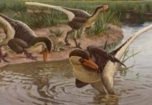 Этот маленький динозавр мог убивать даже самых крупных животных Этот маленький динозавр мог убивать даже самых крупных животных