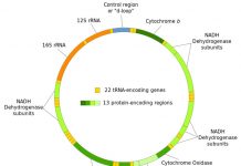 Предложен новый механизм наследования митохондриальной ДНК от отца