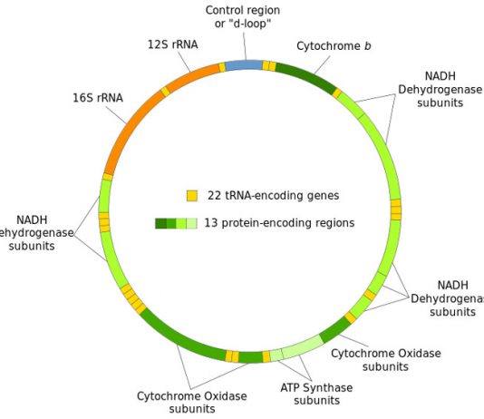 Предложен новый механизм наследования митохондриальной ДНК от отца