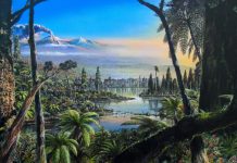 В позднемеловую эпоху в Антарктиде росли пышные дождевые леса