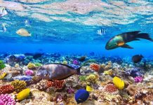 Может ли восстановиться жизнь в Мировых океанах?