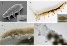 Тихоходки оказались неотеническими личинками мух Тихоходки оказались неотеническими личинками мух