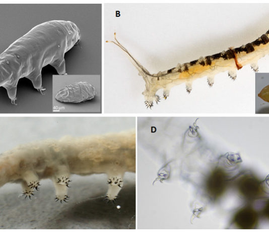 Тихоходки оказались неотеническими личинками мух Тихоходки оказались неотеническими личинками мух