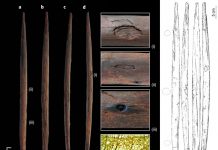 В Германии найдена охотничья метательная палка возрастом 300 000 лет