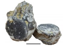 Два огромных позвонка из подмосковного карьера принадлежали юрскому завроподу с исчезнувшего субконтинента Фенноскандия