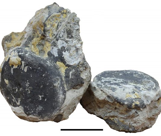 Два огромных позвонка из подмосковного карьера принадлежали юрскому завроподу с исчезнувшего субконтинента Фенноскандия