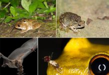 Курносые древесные лягушки защищаются от хищников слуховыми иллюзиями