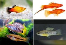 Межвидовая гибридизация у меченосцев повышает риск злокачественных новообразований