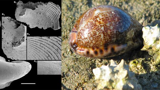 Раннекембрийские предки улиток уже обзавелись раковиной, но еще обладали органами кольчатых червей