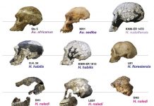 Коэволюция мозга и культуры — вероятный механизм становления человеческого разума