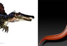 Гигантский динозавр Spinosaurus aegyptiacus оказался водоплавающим