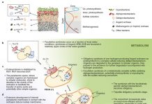 Предложена новая гипотеза происхождения эукариот