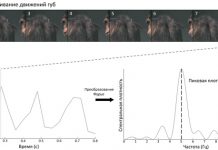 Шимпанзе чмокают губами в ритме, характерном для человеческой речи