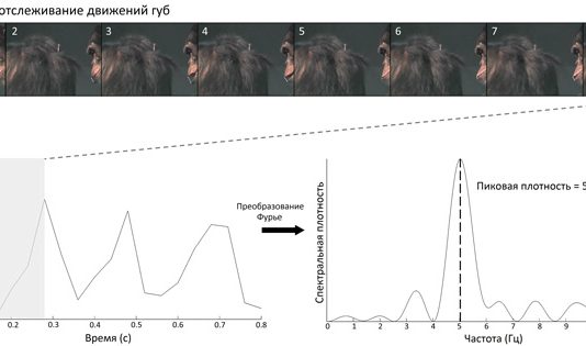 Шимпанзе чмокают губами в ритме, характерном для человеческой речи