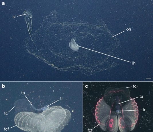Домики гигантских глубоководных аппендикулярий — архитектурное чудо природы