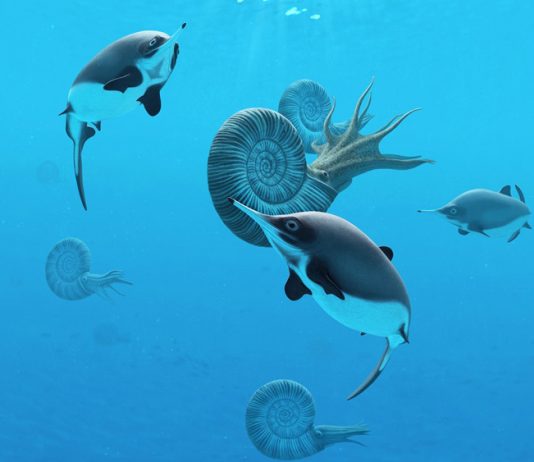 Удочка помогла исправить ошибку в истории ихтиозавров