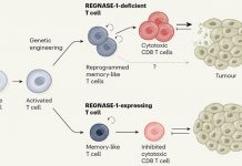 Выявлен белок, сокращающий срок противоопухолевой службы Т-лимфоцитов