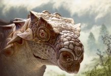 У анкилозавров биссектипельт была холодная голова и острый нюх