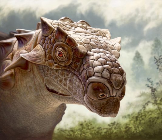 У анкилозавров биссектипельт была холодная голова и острый нюх