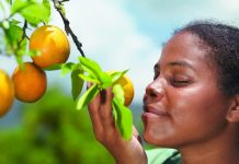 Почему лимон и апельсин пахнут похоже