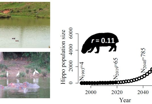 Колумбийские кокаиновые бегемоты постепенно становятся «экосистемными инженерами»