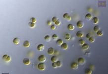 Эволюционное древо зеленых растений усложняется