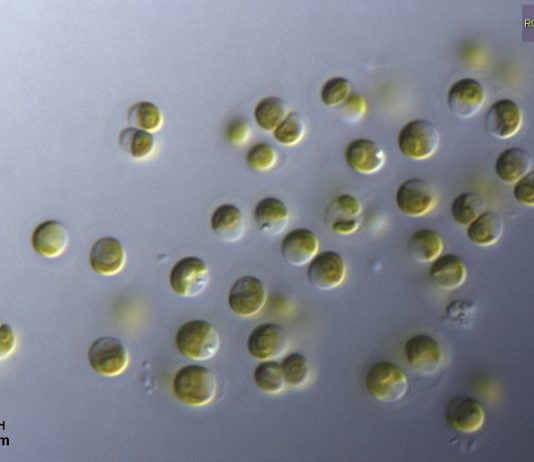 Эволюционное древо зеленых растений усложняется