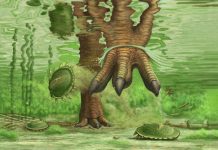 Загадочные вымершие ракообразные циклиды наконец выходят из забвения