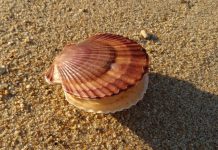 Новая гипотеза происхождения личинок многоклеточных животных