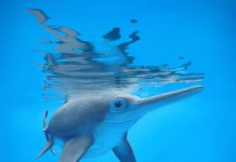 Три ихтиозавра из Англии, Канады и России оказались близкими родственниками