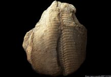 Сибирские ученые смоделируют исчезновение древнейших животных