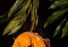 Летучие собаки ориентируются при помощи когнитивных карт