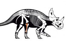 Остеосаркома у 76-миллионолетнего центрозавра подтверждена палеогистологически