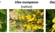 Знание инвазивного статуса растения влияет на его эстетическое восприятие